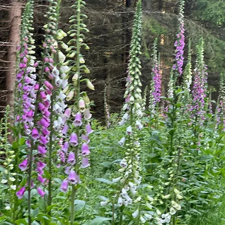 Big Sky Ranch * Liebenau (Upper Austria)