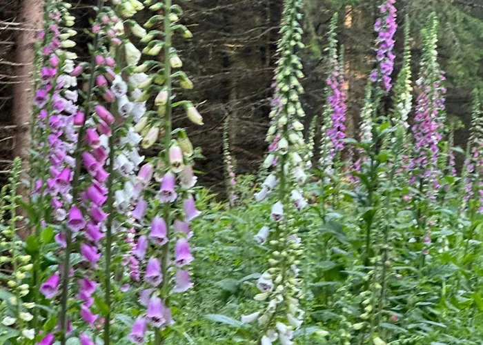 Big Sky Ranch * Liebenau (Upper Austria)